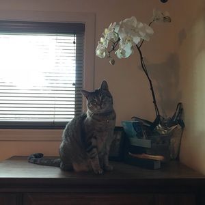 Meet your Posher, Jessica